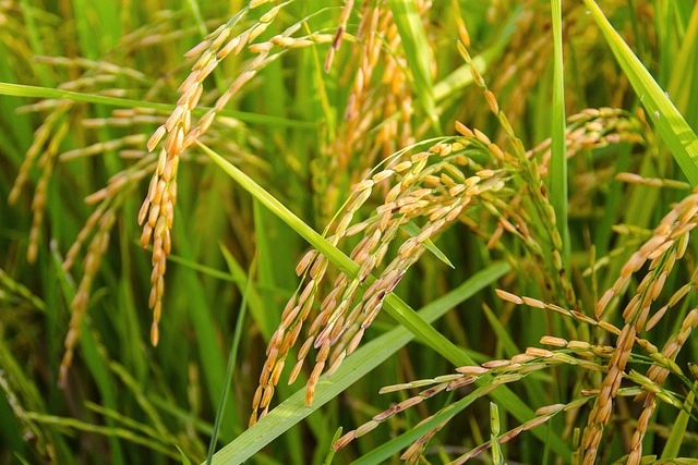 Category Image